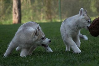 playtime