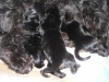 cesky terrier puppies
