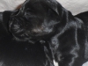 Boy 2 weeks young.