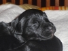 cesky terrier puppies