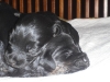 cesky terrier puppies