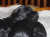 cesky terrier puppies