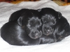 Girls 2 weeks.