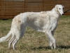 velichava-pava-at-dions