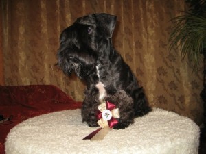 Hugo4