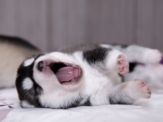 female 1 & male 1 female 2