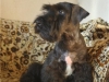 cesky terrier Izy