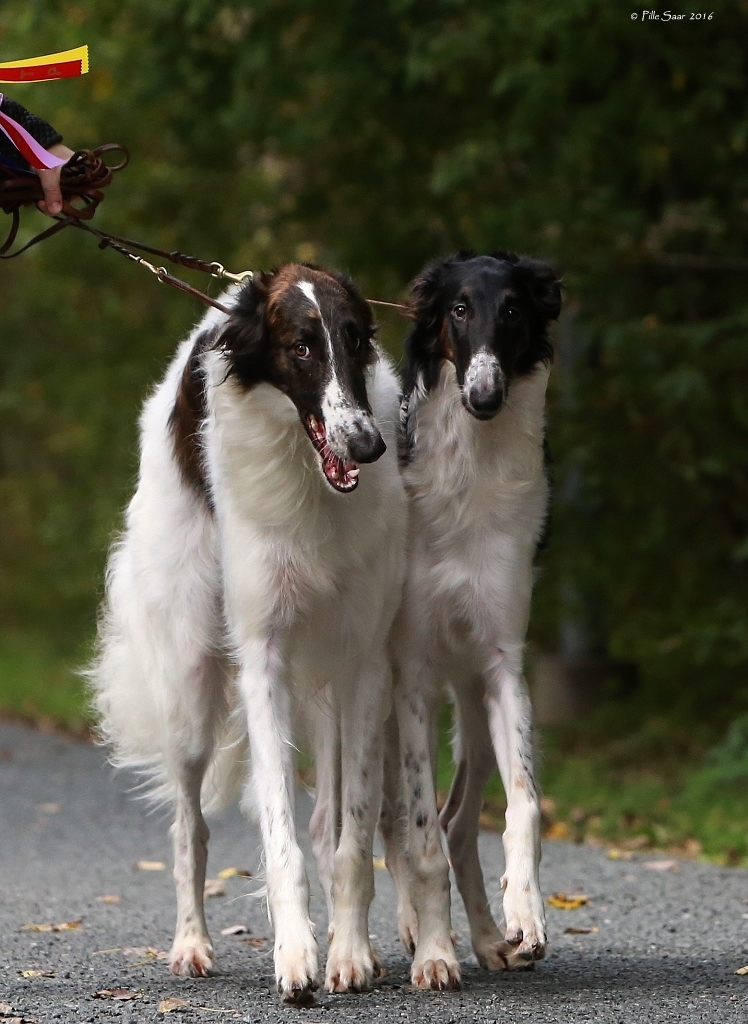 Dion’s Talisman & Dion's Verba