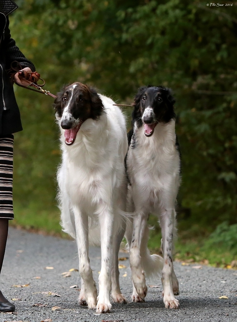 Dion’s Talisman & Dion's Verba