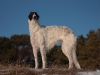 estet-classic-baronessa