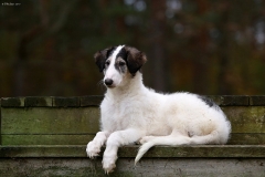 Dion\'s Arctic Orchid Haapsalus2012