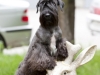 cesky terrier Izy
