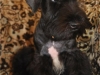 cesky terrier Izy