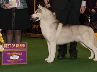 H-Westminster-BOB-2014-GCH-Snowmists-Quicksilver-Speigas
