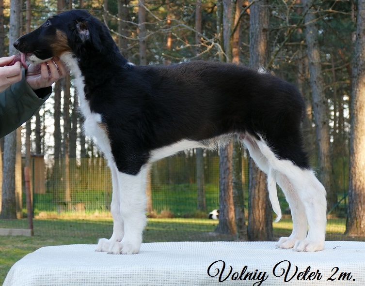 Dion's Volniy Veter 2 m.