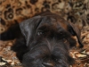 cesky terrier Izy