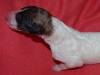 male-2