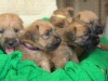irish soft coated wheaten terroier puppies