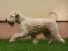 Dion's Wheaten Macarena