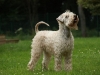 Dion's Wheaten Macarena