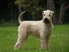 Dion's Wheaten Macarena