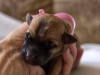 misspink