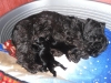 cesky terrier puppies