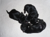 cesky terrier puppies