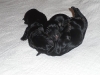 cesky terrier puppies