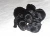 cesky terrier puppies