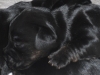 cesky terrier puppies