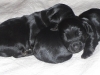 cesky terrier puppies