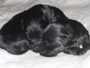 cesky terrier puppies