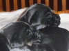 cesky terrier puppies