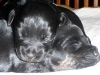 cesky terrier puppies