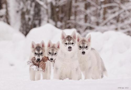 Honey, Hiro, Hutch & Harmonia