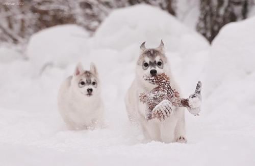 Honey & Hiro