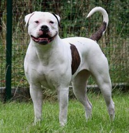 AMERICAN BULLDOG - Dion's kennel